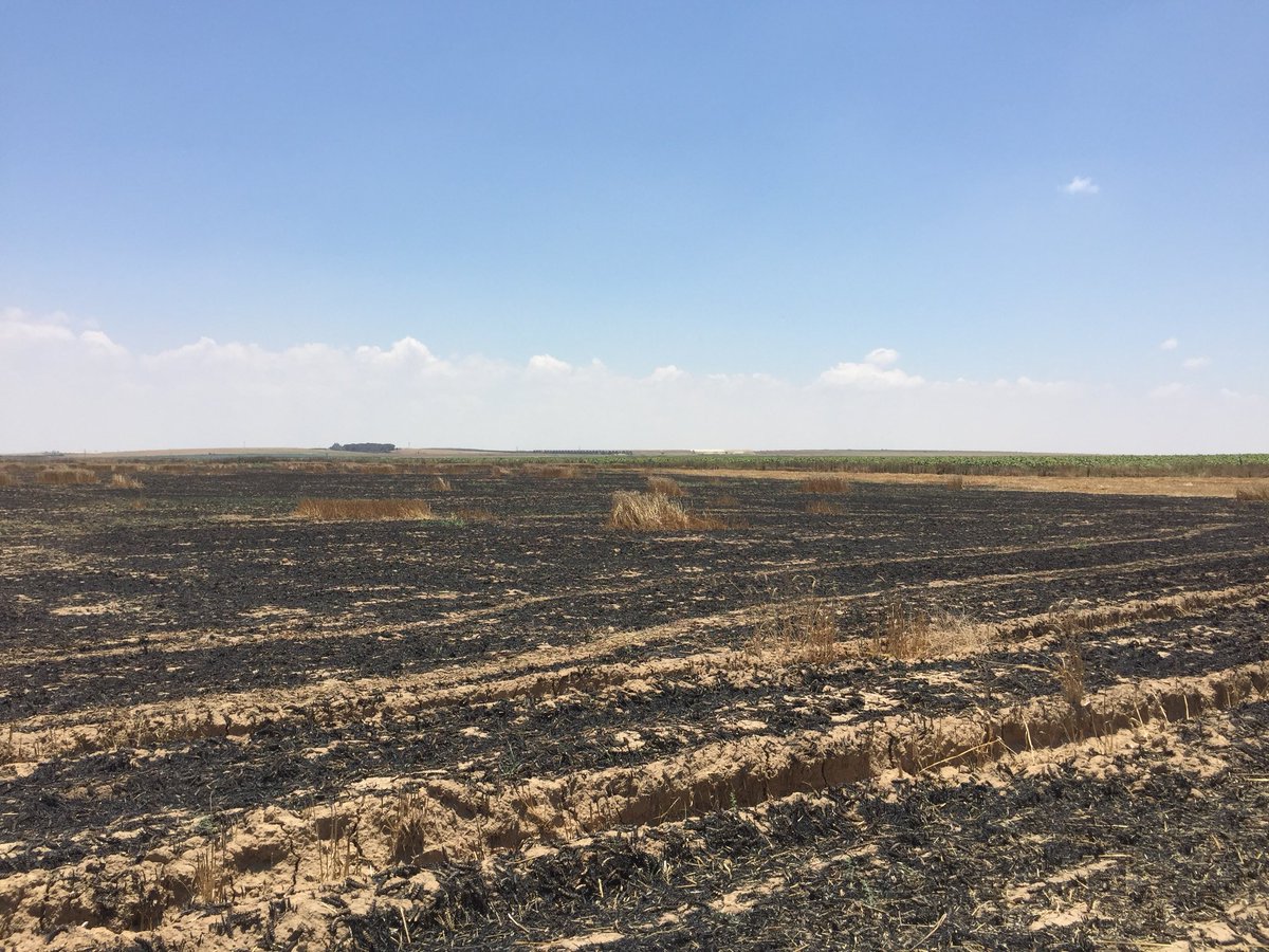 Selon le ministre de la Défense Liberman, quelque 600 cerfs-volants ont été lancés de Gaza. 400 ont été abattus par l'armée israélienne mais les 200 autres ont détruit 9.000 dunams de terres agricoles dans le sud d'Israël