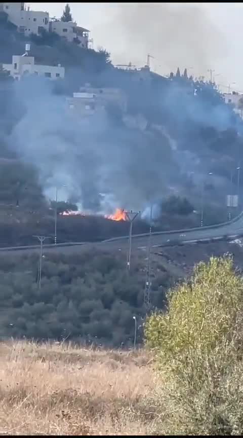 مستوطنون يحرقون أشجار الزيتون قرب مفرق جيت غرب نابلس