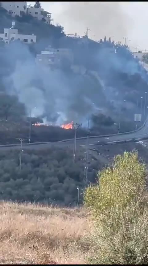 Israeli settlers burn olive trees near Jyt Junction, west of Nablus