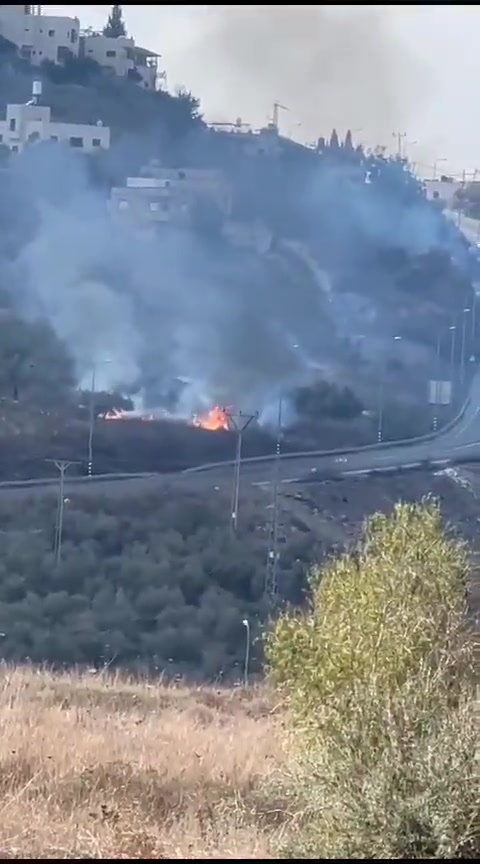 مستوطنون يحرقون أشجار الزيتون قرب مفرق جيت غرب نابلس