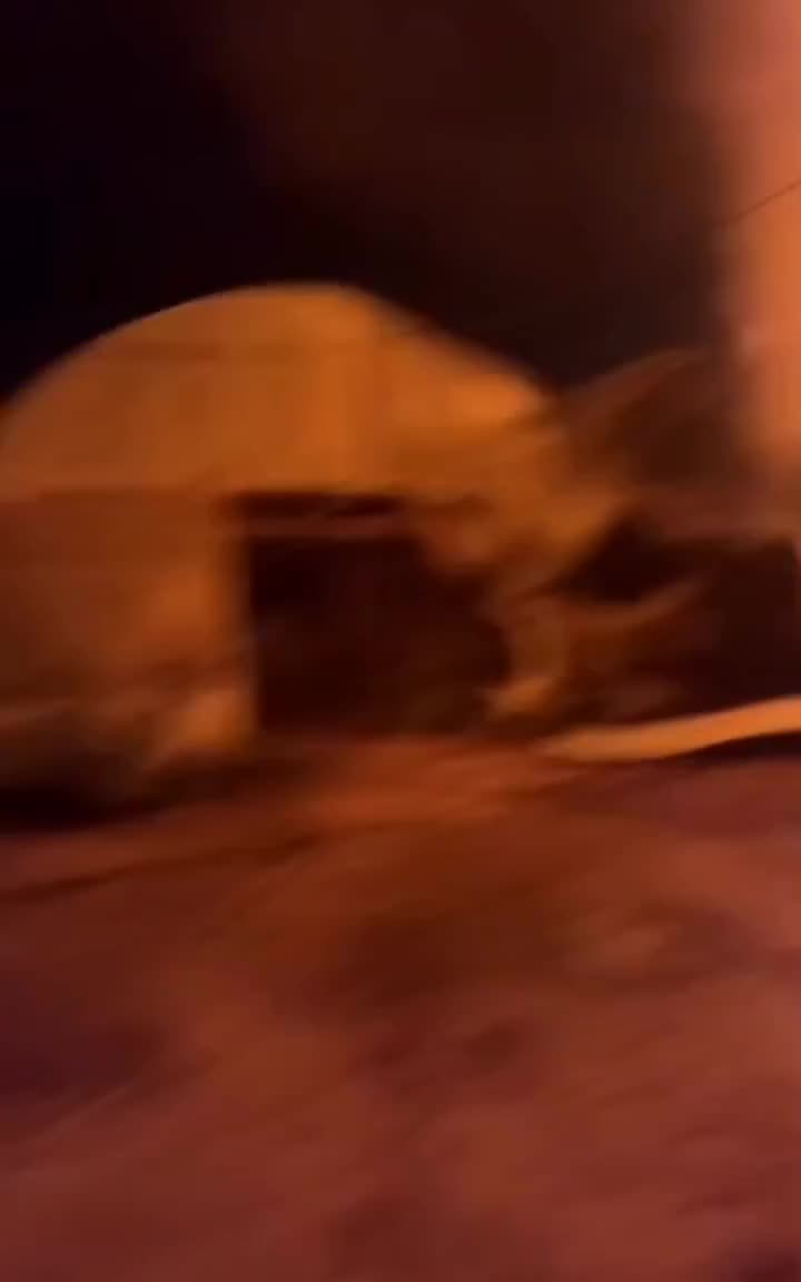 Scenes of settlers setting fire to the Al-Junaidi Nursery on the outskirts of the town of Deir Sharaf, northwest of Nablus.